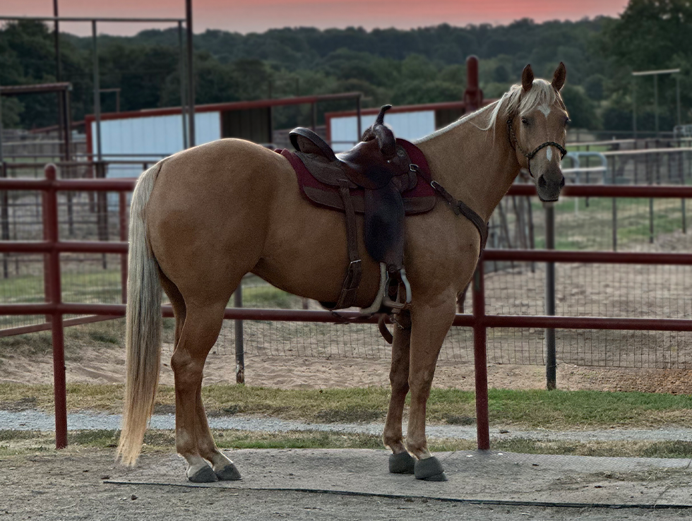 L#7449 Aint Seen Montana - 2020 Palomino Gelding (Aint Seen Nothin Yet ...