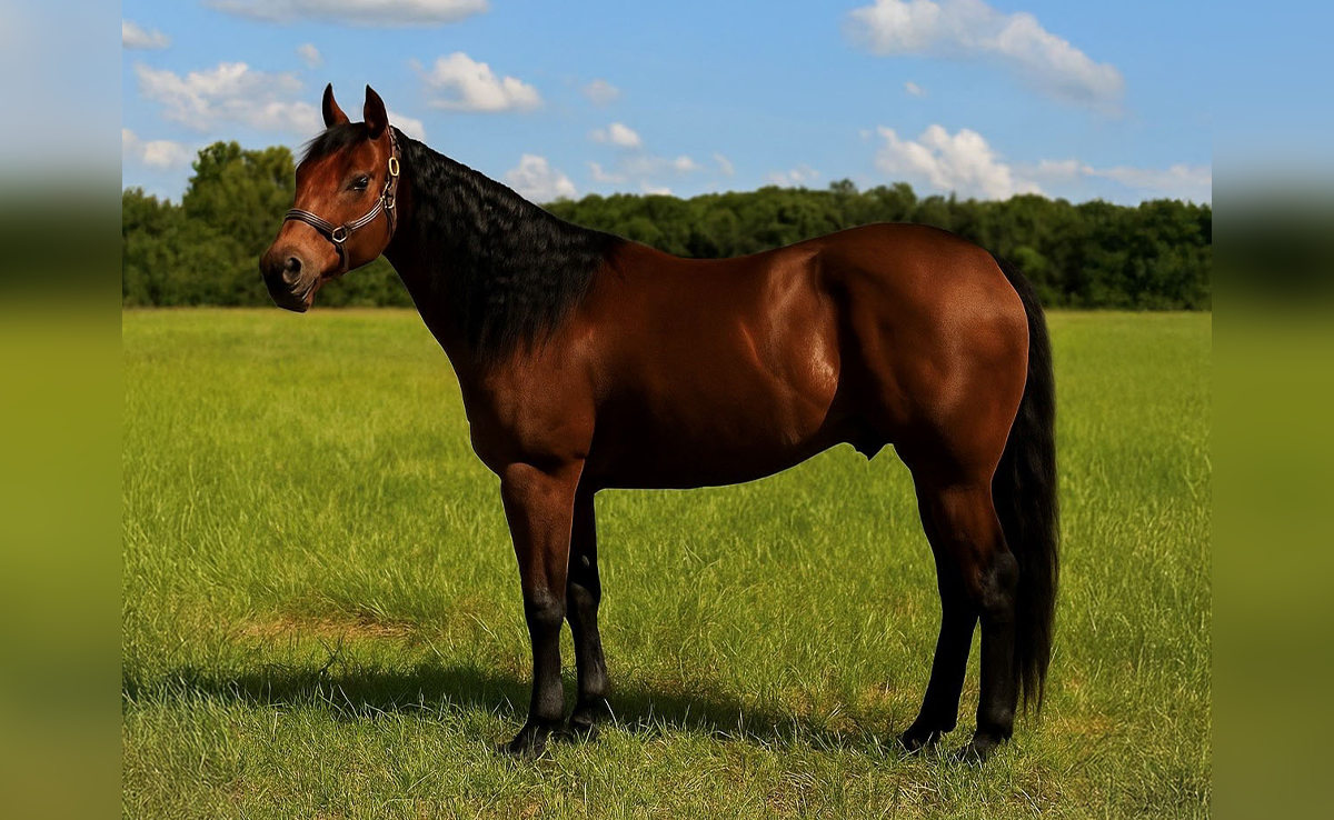 L3569 The Wizard Express 2011 Bay Gelding (Electric Code x Boggies