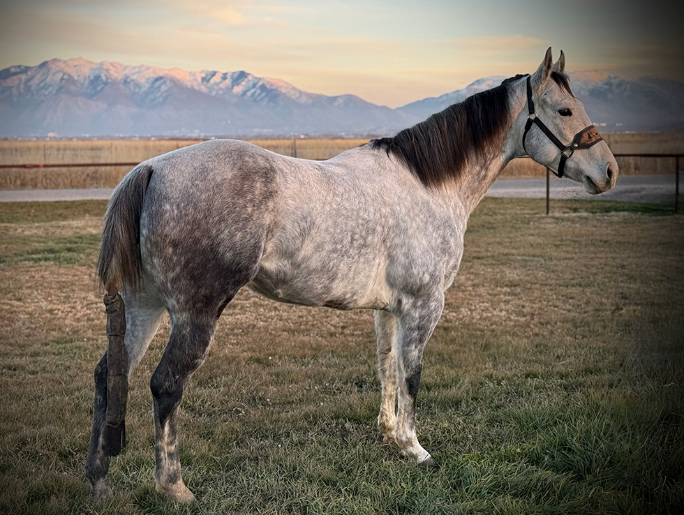 L#7231 Continental Wood Sun - 2018 Gray Gelding (Pc Lone Sunwood x ...