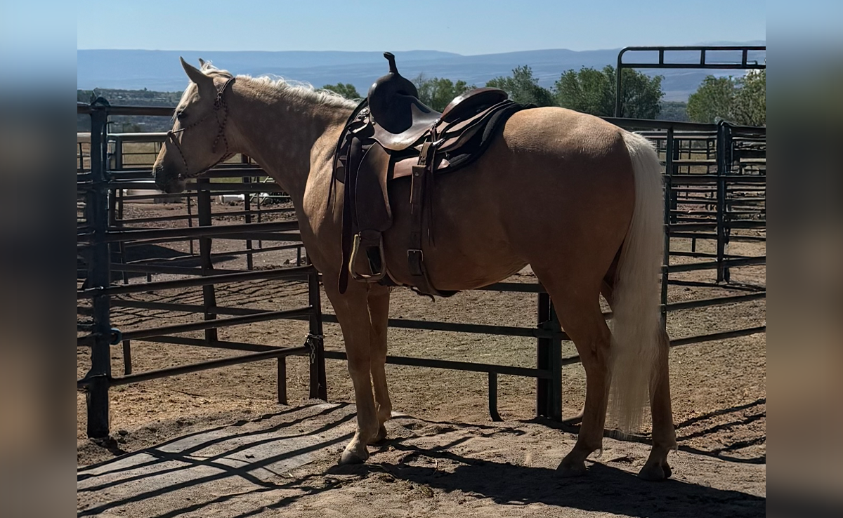 L#4302 Dont Judge Me Leo - 2021 Palomino Gelding (Shawne Bug Leo x Cash ...