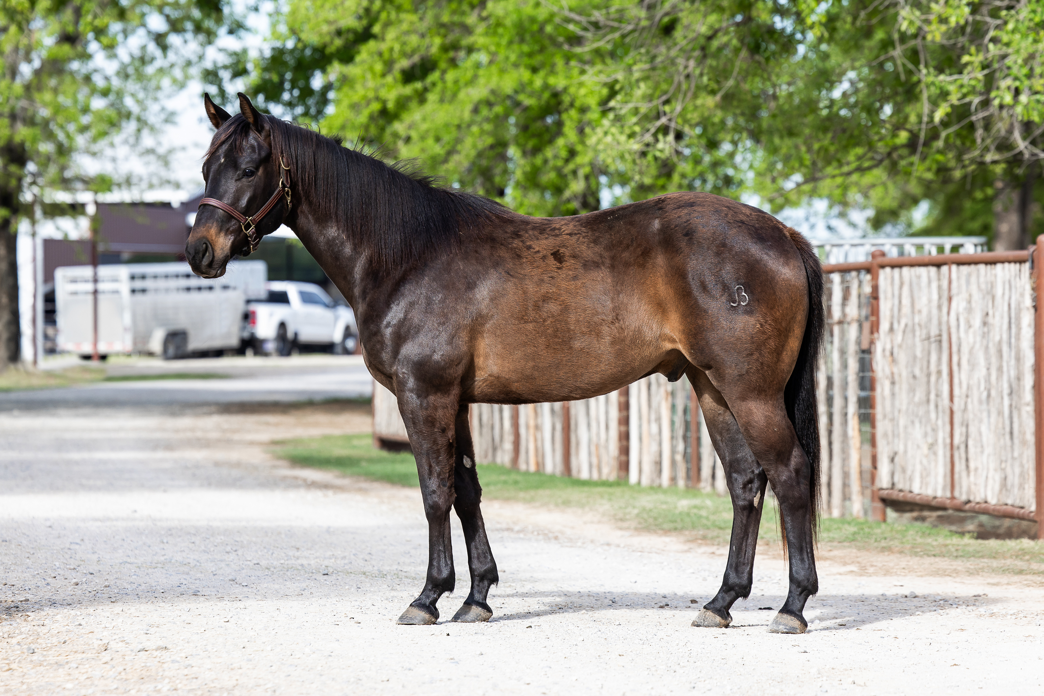 L#7145 Dude Its Sunday - 2024 Brown Gelding (A Blazin Dude x ...