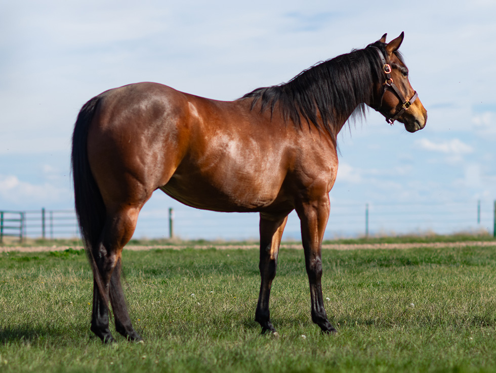 L#7309 Sign Of A Firewater - 2022 Bay Mare (Nonstop Firewater x Parisz ...