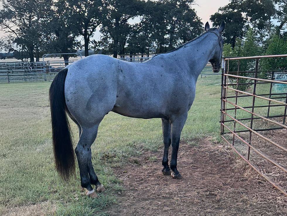 L#7182 Blue And Famous - 2019 Blue Roan Gelding (John Fame x Blue Val ...