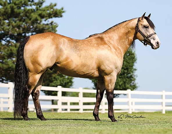 L#1387 Foal In Utero - 2025 (Lucky Wonder Horse x Blame It On Fame ...