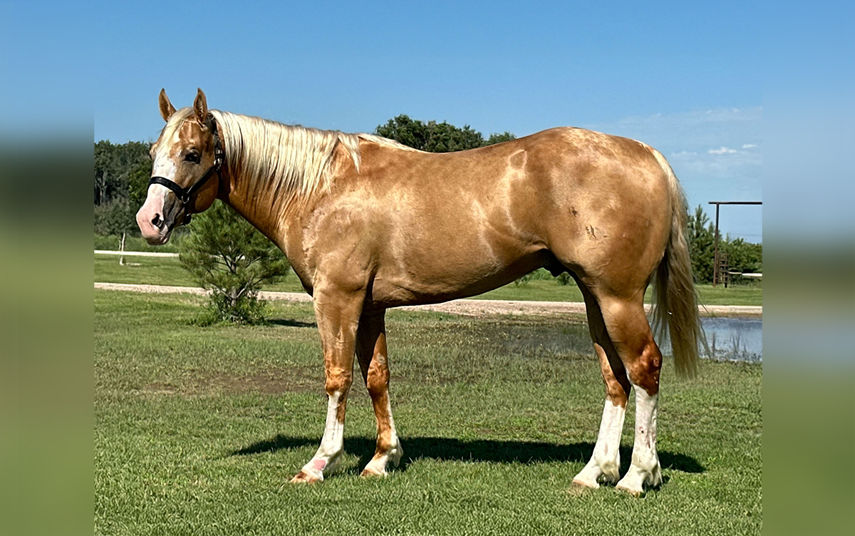 L#1257 Aint Seen It Yet - 2021 Palomino Stallion (Aint Seen