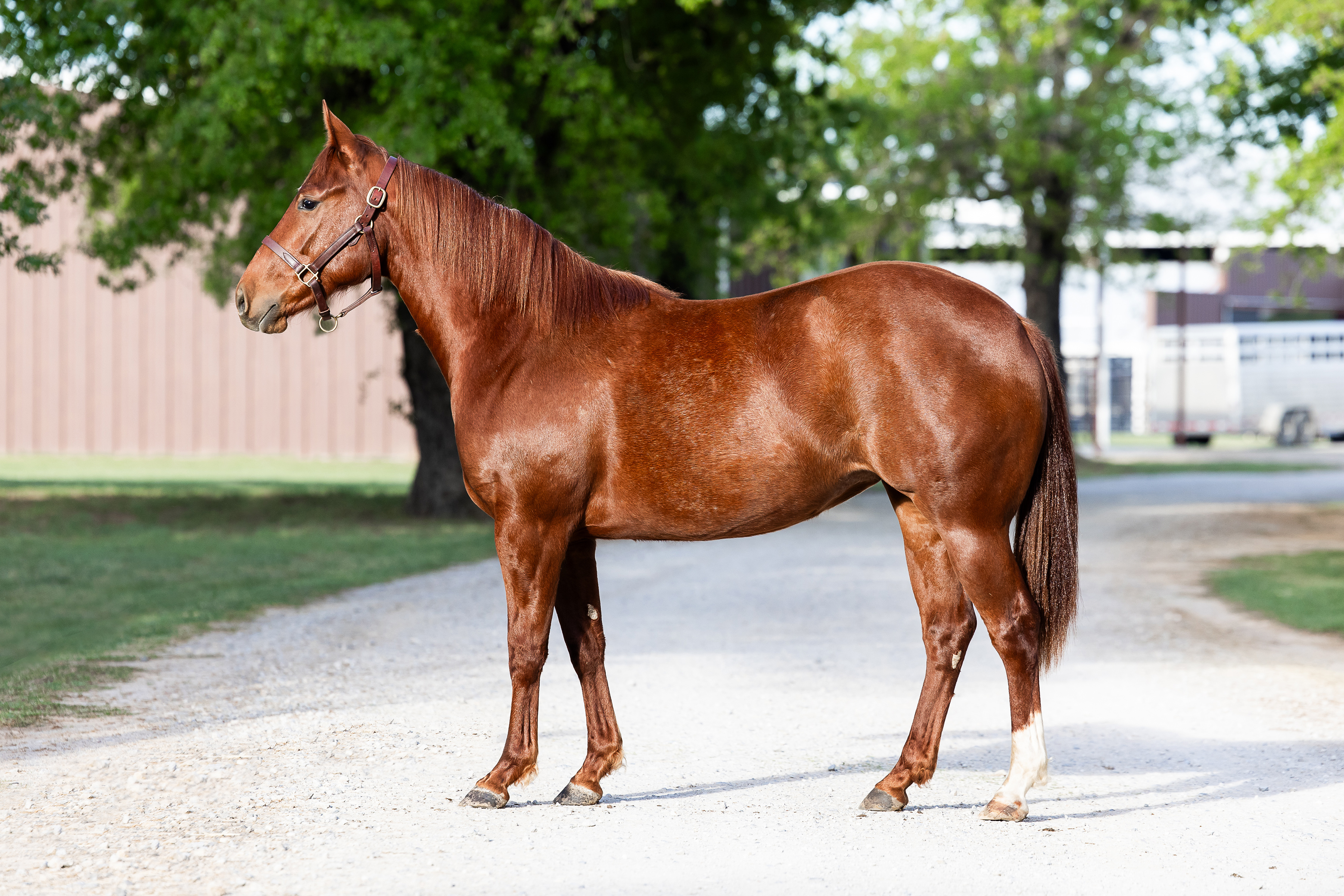 L#7146 Honorably Stylin - 2024 Sorrel Mare (Blazin Honor x Catsastylin ...