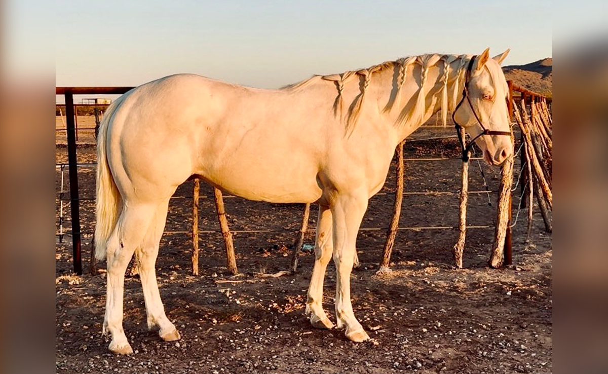 L#3532 Lucky Cantina - 2023 Perlino Stallion (Lucky Wonder Horse x ...