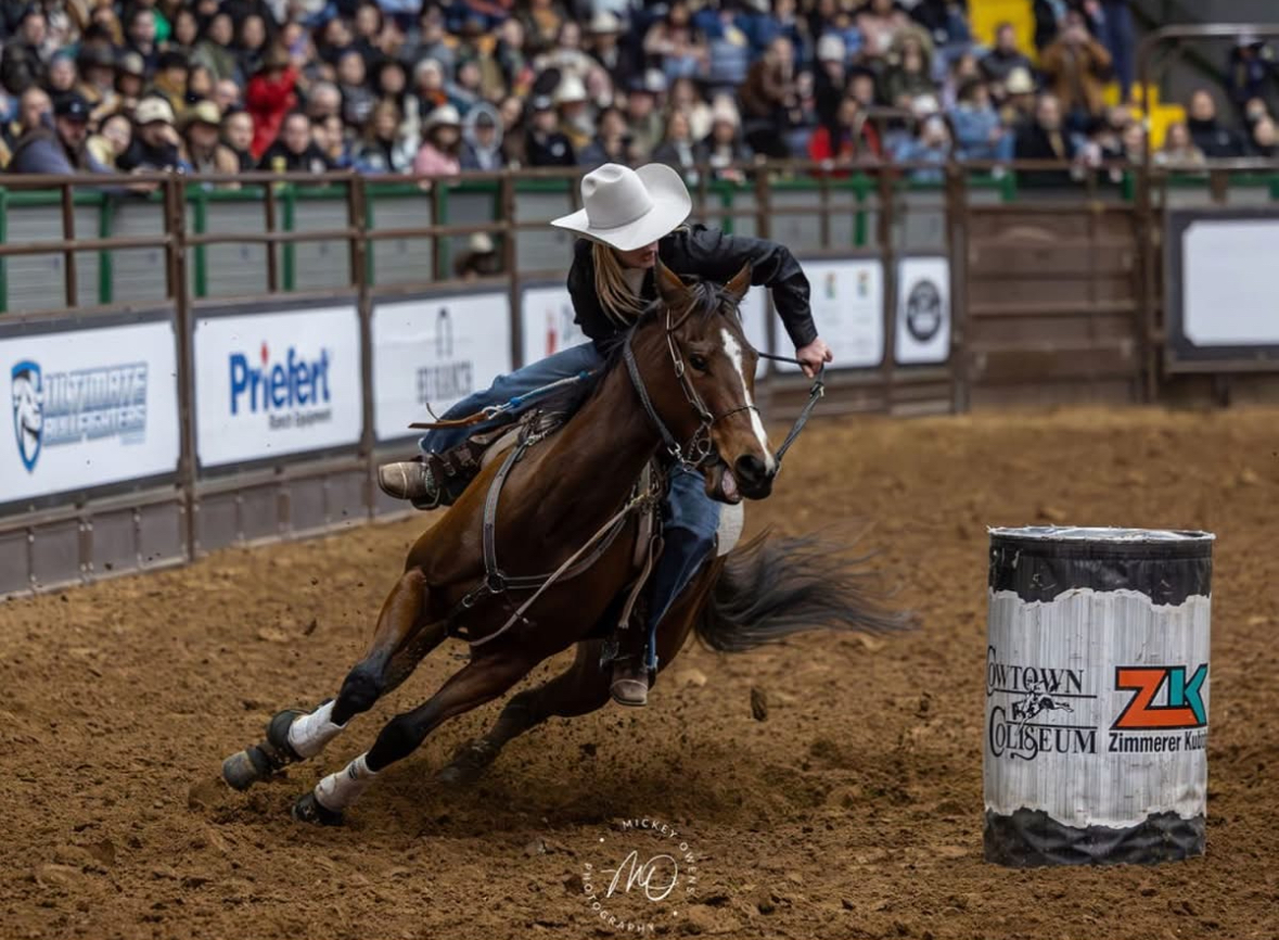 L#3734 Snickers At The Guys - 2016 Bay Mare (Guys Real Deal x Wee ...