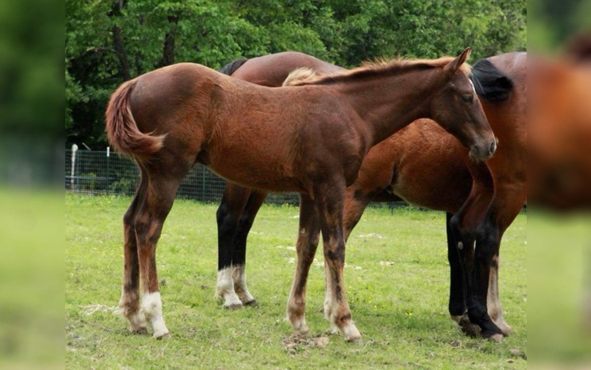 L#1042 Name Pending - 2024 Chestnut Stallion (Dash Ta Fame x Boons ...