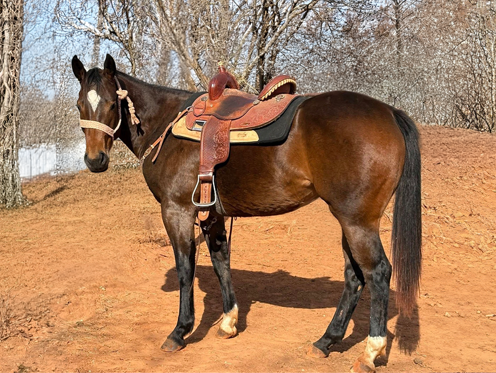 L#7620 Dash Of Moon - 2023 Bay Mare (Royal Dashing Prince x Legacy Of ...