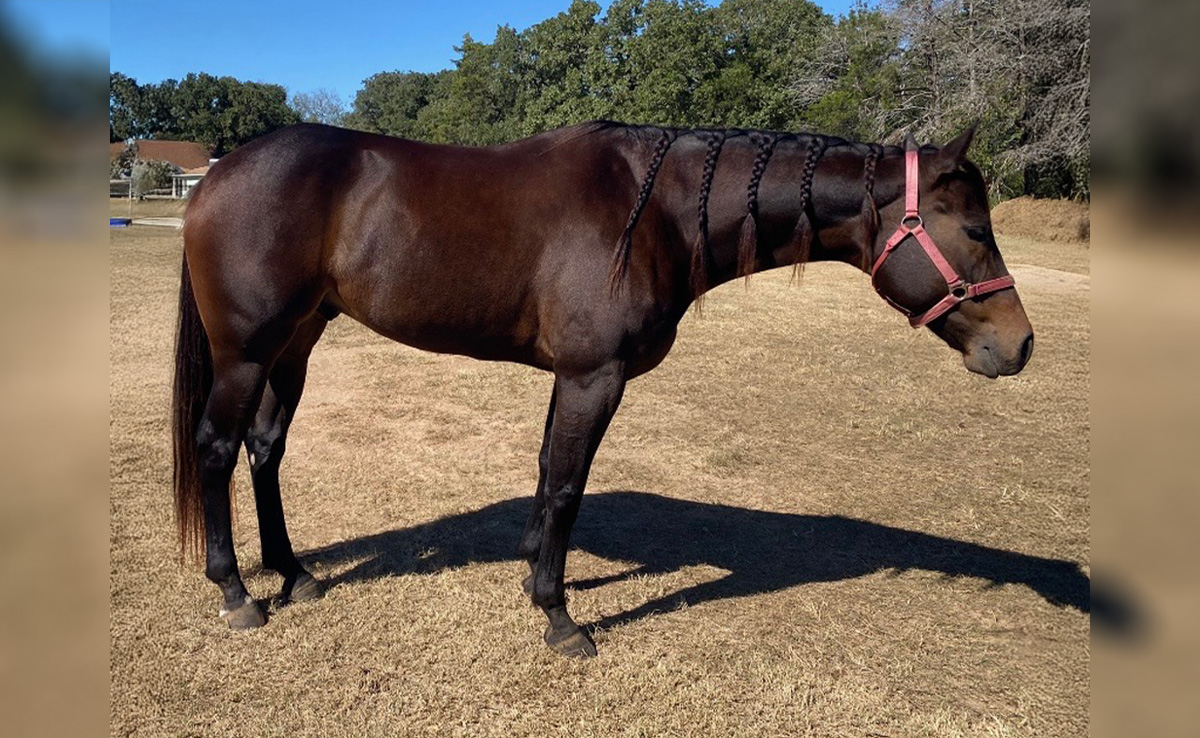 L#5926 Honor The Sting - 2019 Black Gelding (Feel The Sting x Mitos ...